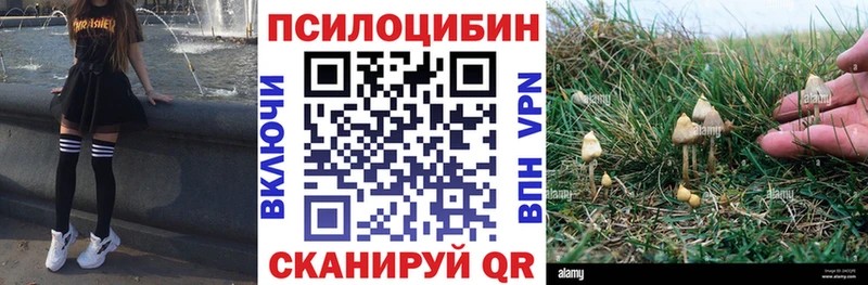 Купить где Кодинск Галлюциногенные грибы Magic Shrooms